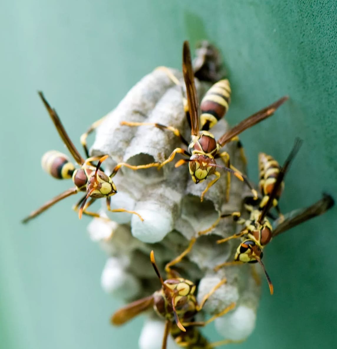 Miten päästä turvallisesti eroon ampiaisista ja Horneteista pihallasi?