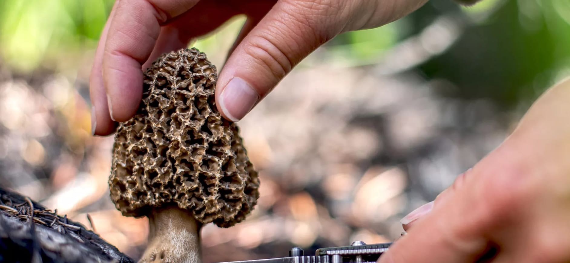 Miten löytää morelleja herkullista (ja turvallista!) sieniateriaa varten?