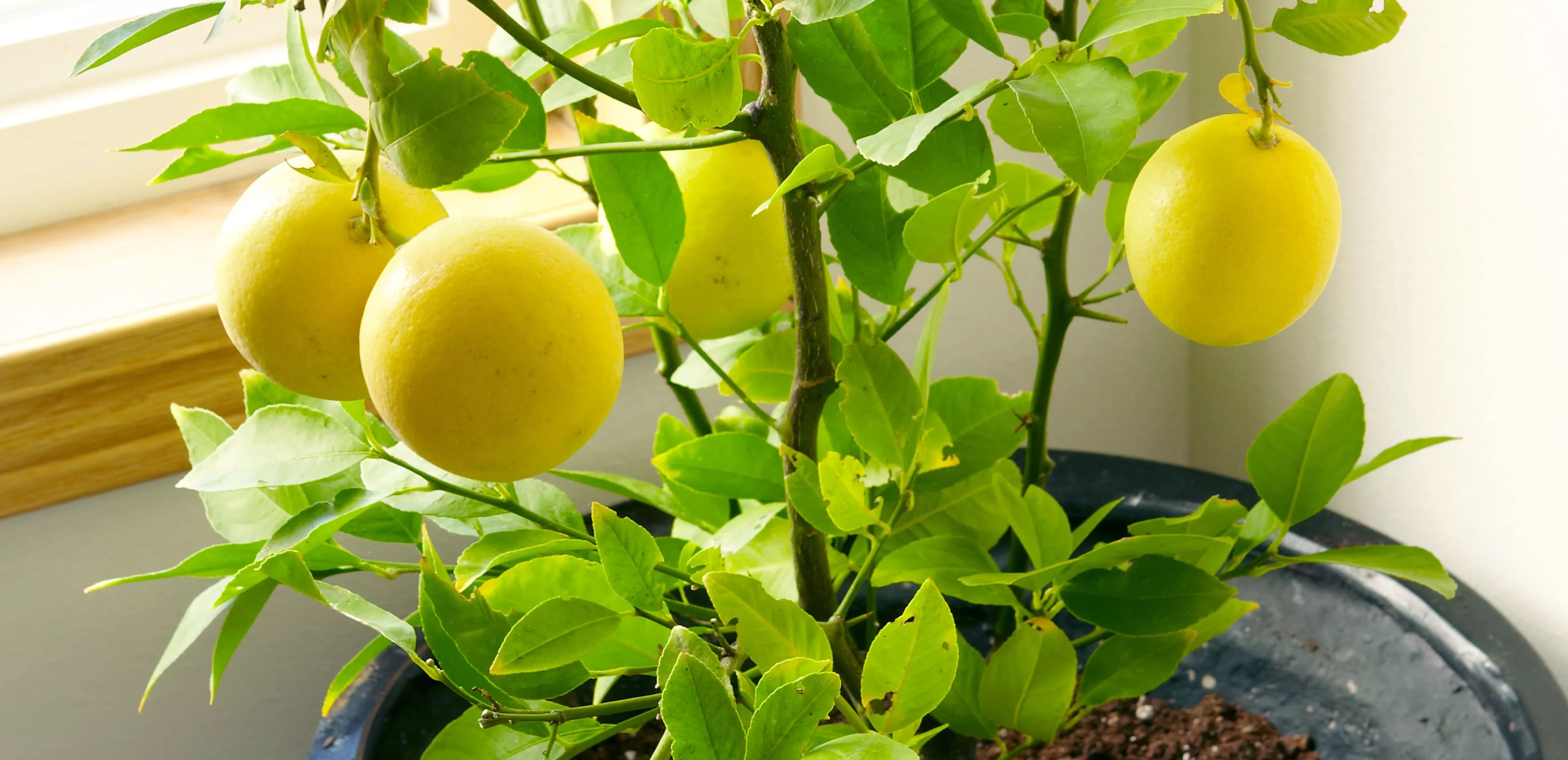 Kuinka kasvattaa sitruunapuu siemenestä