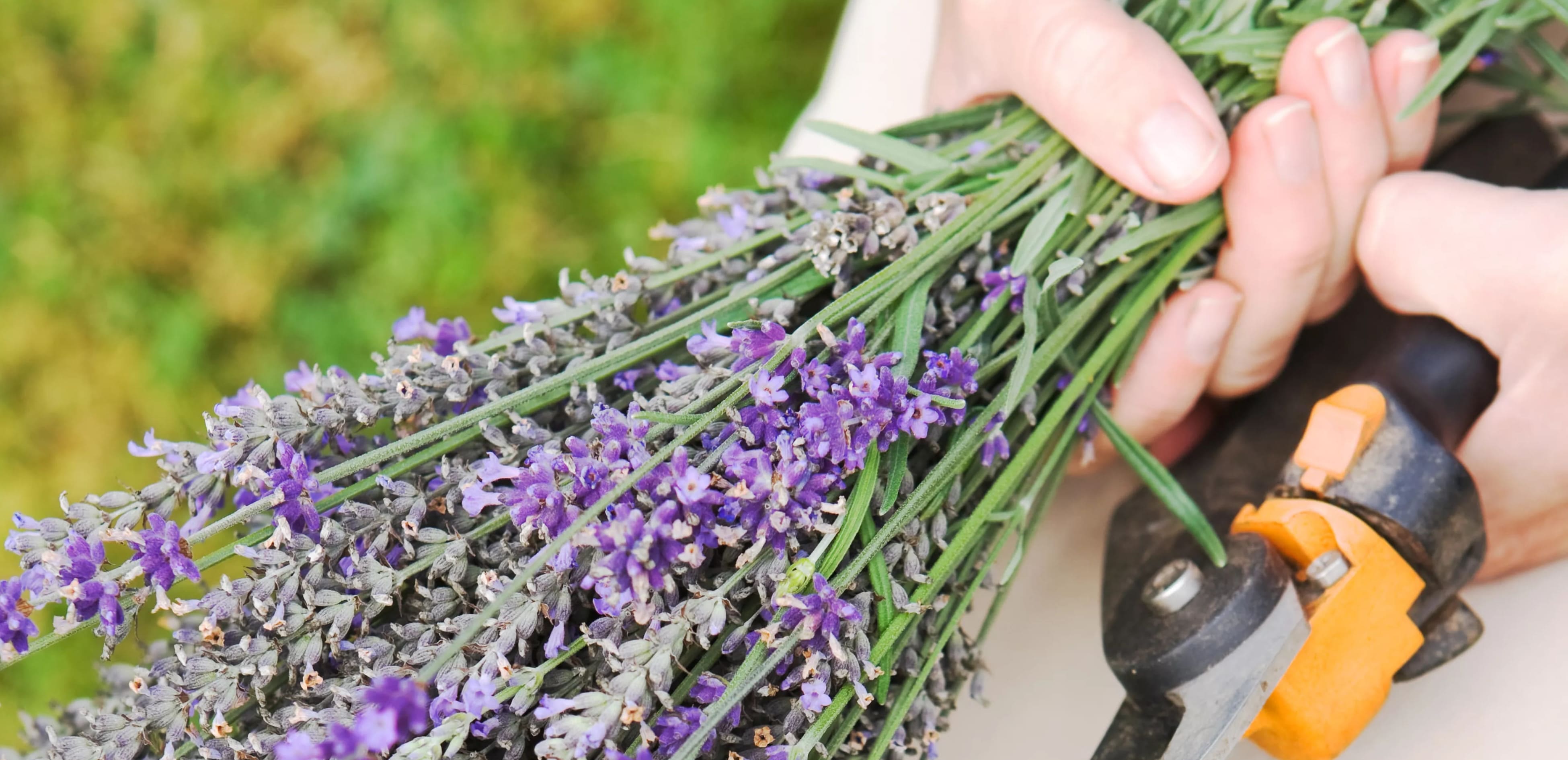 Milloin ja miten karsia laventelikasveja 5 yksinkertaisella tavalla?