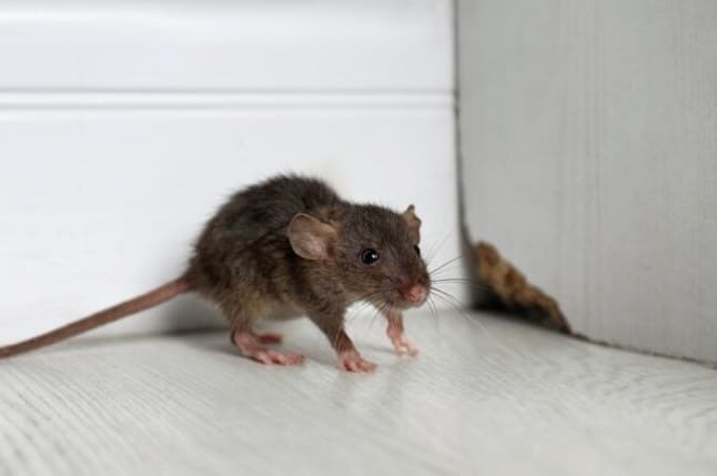 7 Tapaa, joilla rotat tuhoavat kotisi, ja mitä tehdä asialle?