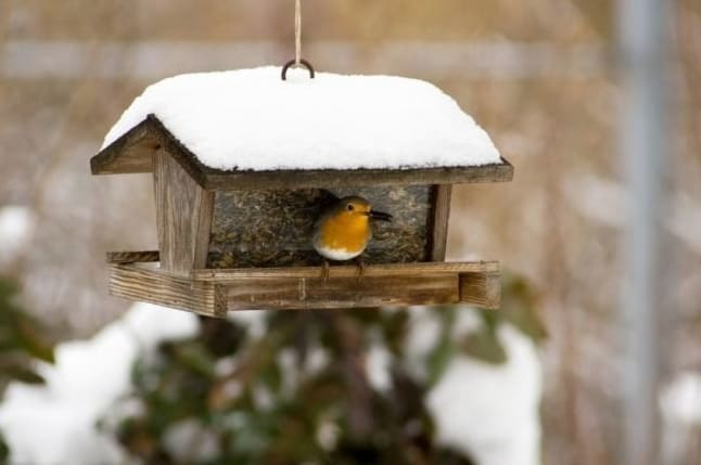 9 Asiaa, joita voit tehdä lintujen ruokkimiseksi hyvin talvella