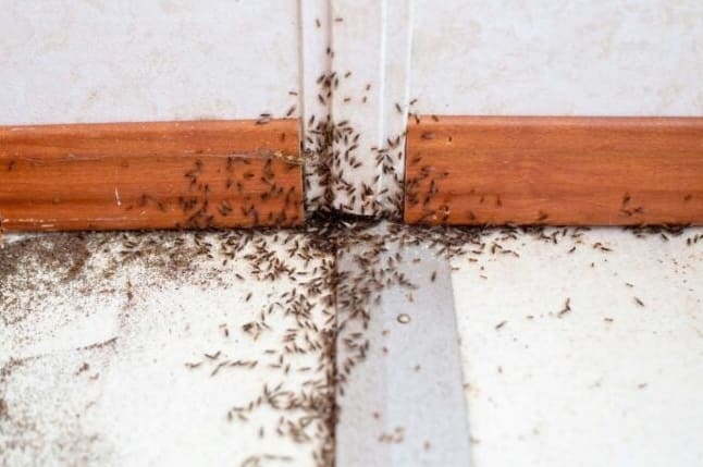 9 Hyönteistä, jotka saattavat olla nuo pienet mustat ötökät keittiössä – ja miten niistä pääsee eroon
