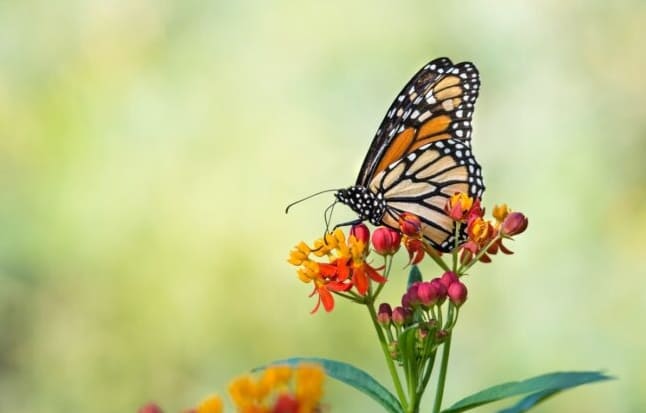15 Perhosia houkuttelevaa kukkaa